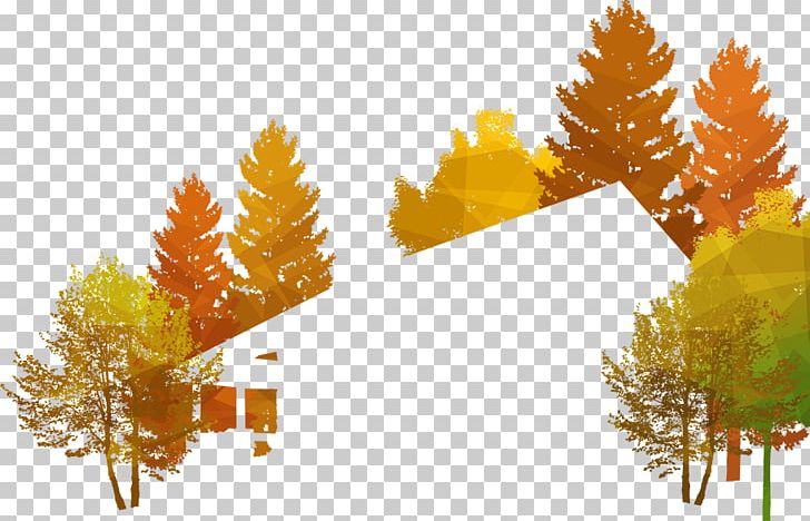 Pine Ginkgo Biloba Tree Branching Sky Plc PNG, Clipart, Branch, Branching, Conifer, Family, Forest House Free PNG Download