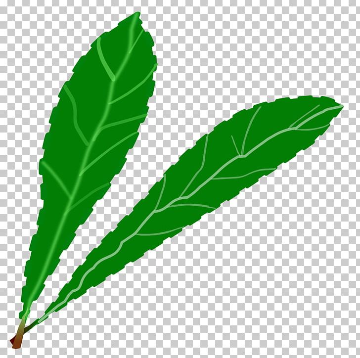 Plant Leaves Leaf Green PNG, Clipart, Branch, Computer Icons, Desktop Wallpaper, Download, Green Free PNG Download