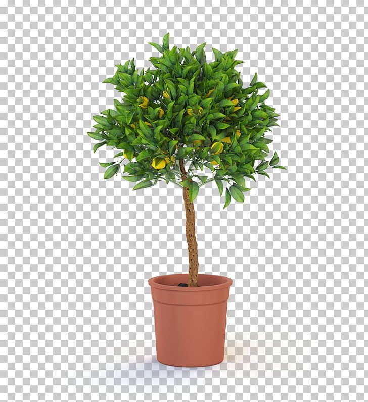 Topiary Tree Weeping Fig Plant Bonsai PNG, Clipart, Bay Laurel, Bonsai, Box, Branch, Citrus Free PNG Download