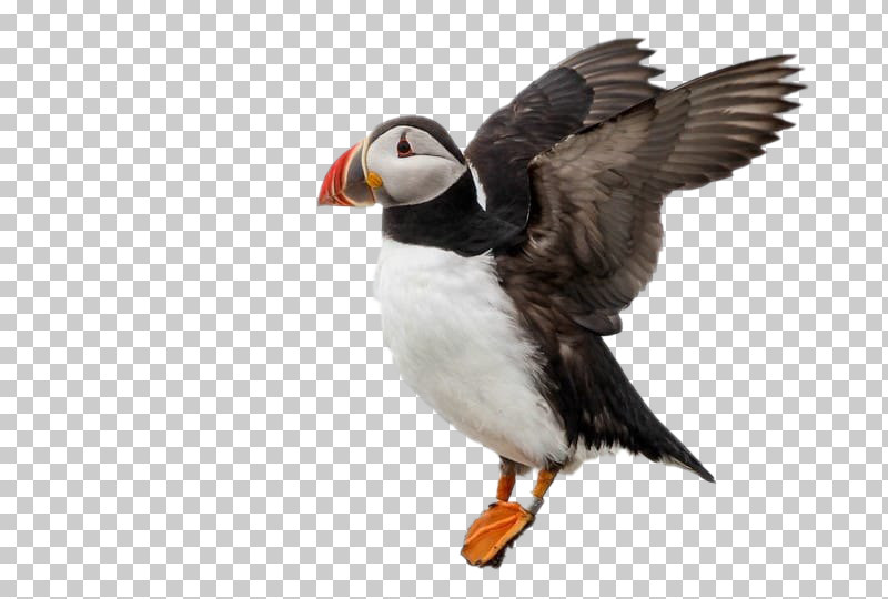 Bird Puffin Atlantic Puffin Beak Seabird PNG, Clipart, Atlantic Puffin, Auk, Beak, Bird, Hunting Decoy Free PNG Download