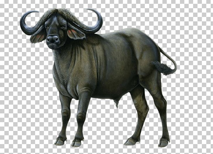 Buffalo Drawing PNG, Clipart, Animals, Cows Free PNG Download