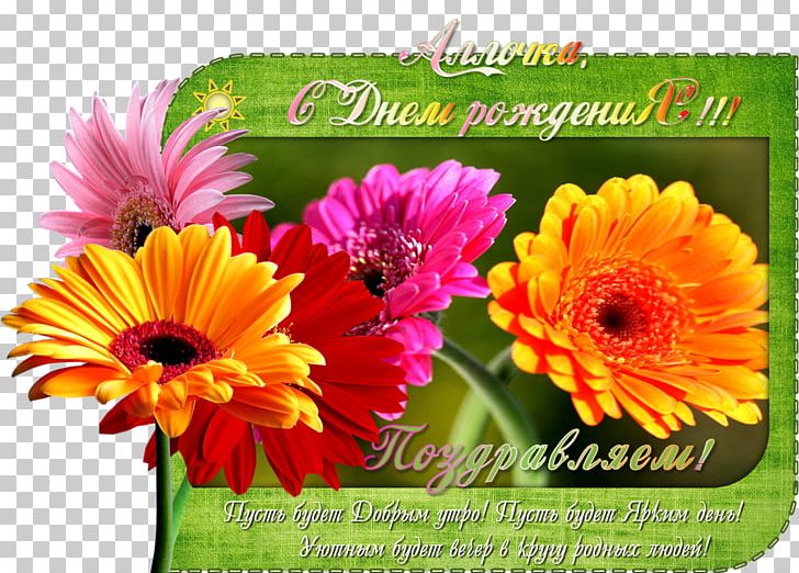 Transvaal Daisy Het Groot Complimentenboek Floral Design Chrysanthemum Cut Flowers PNG, Clipart, Annual Plant, Beautiful Life Tbl, Calendula, Chrysanthemum, Chrysanths Free PNG Download