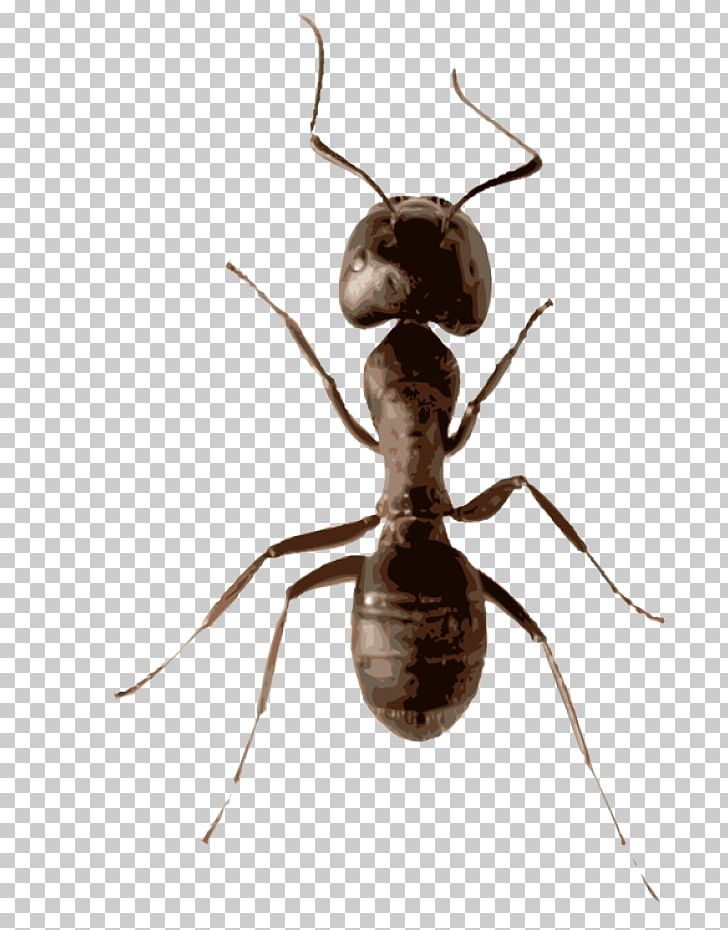 Ant Insect Mosquito Fly Stock Photography PNG, Clipart, Animals, Ant, Ant Farm, Arthropod, Farm Clipart Free PNG Download