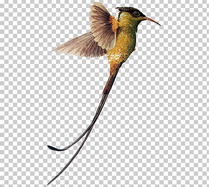 Hummingbird Red-billed Streamertail Beak PNG, Clipart, Animal, Animals, Chordata, Coraciiformes, Cuculiformes Free PNG Download
