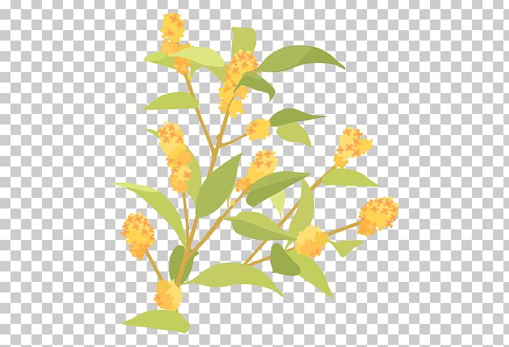 Kinmokusei Flower. PNG, Clipart, Blog, Branch, Cartoon, Color, Cut Flowers Free PNG Download