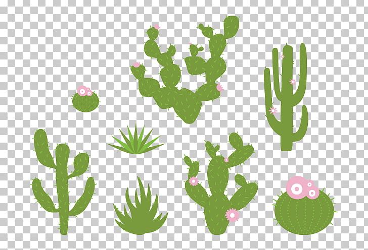 Cactaceae Wall Decal Sticker Plant PNG, Clipart, Cactaceae, Cactus, Caryophyllales, Decal, Desert Free PNG Download