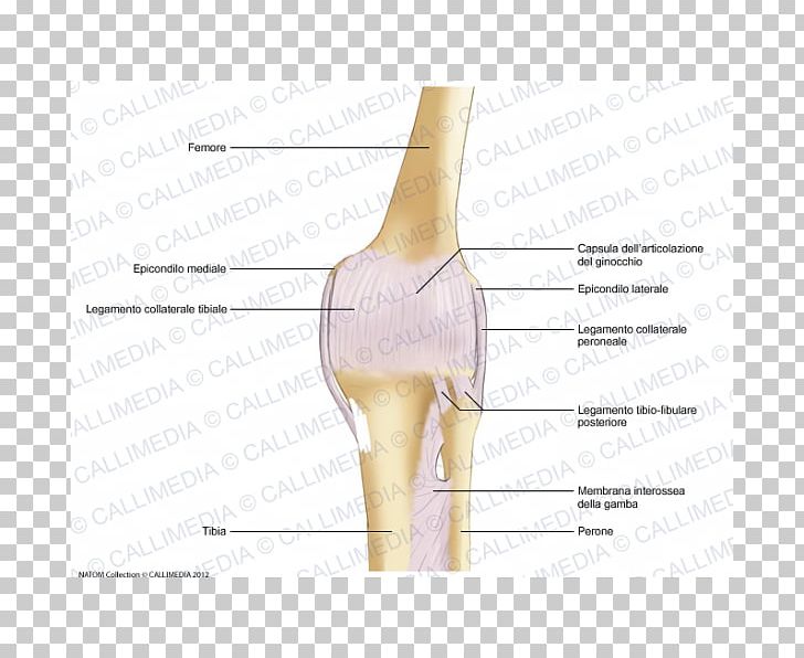 Thumb Knee Human Leg Joint Capsule PNG, Clipart, Anatomy, Angle, Arm, Bone, Elbow Free PNG Download