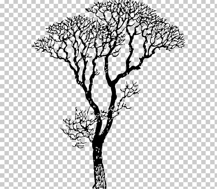 Wall Decal Tree Sticker PNG, Clipart, Artwork, Black And White, Branch, Cedar, Decal Free PNG Download
