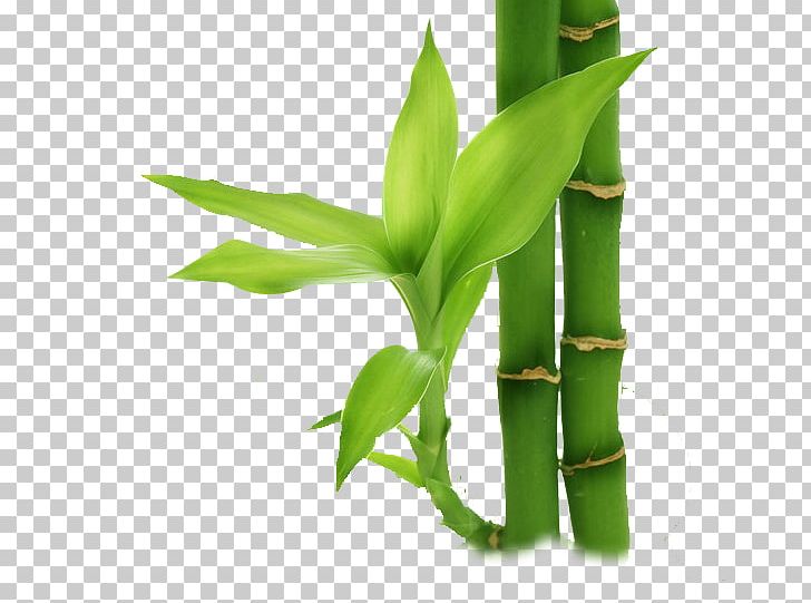 Bamboo Display Resolution PNG, Clipart, Bamboo Border, Bamboo Frame, Bamboo House, Bamboo Leaf, Bamboo Leaves Free PNG Download