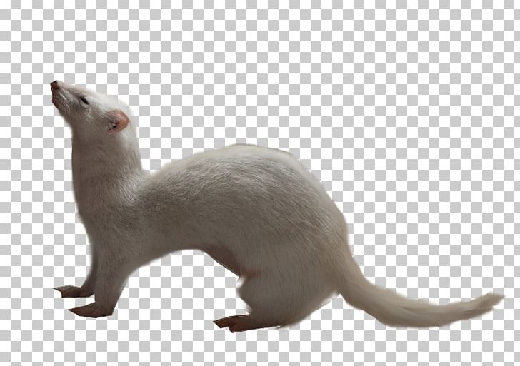 Ferret Otter Whiskers Stoat Cat PNG, Clipart, Animal, Animals, Carnivoran, Cat, Cat Like Mammal Free PNG Download