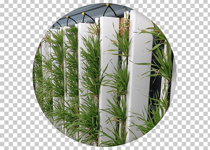 Green Wall Fence Room Hydroponics PNG, Clipart, Agario, Calamba Laguna, Defensive Wall, Fence, Game Free PNG Download
