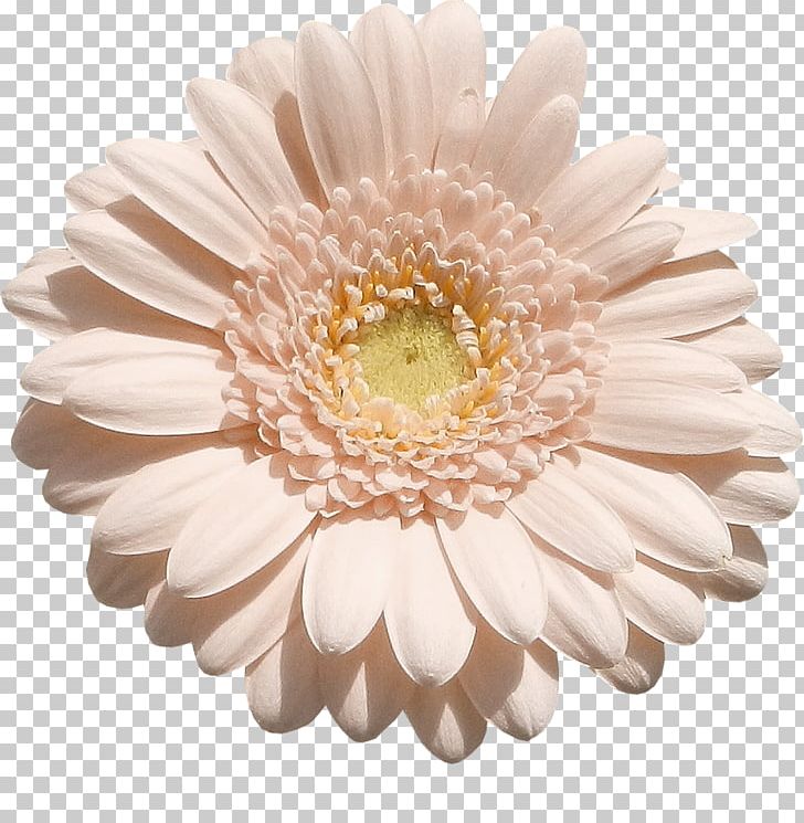 Transvaal Daisy Chrysanthemum Cut Flowers PNG, Clipart, 2017, Asterales, Chrysanthemum, Chrysanths, Cut Flowers Free PNG Download