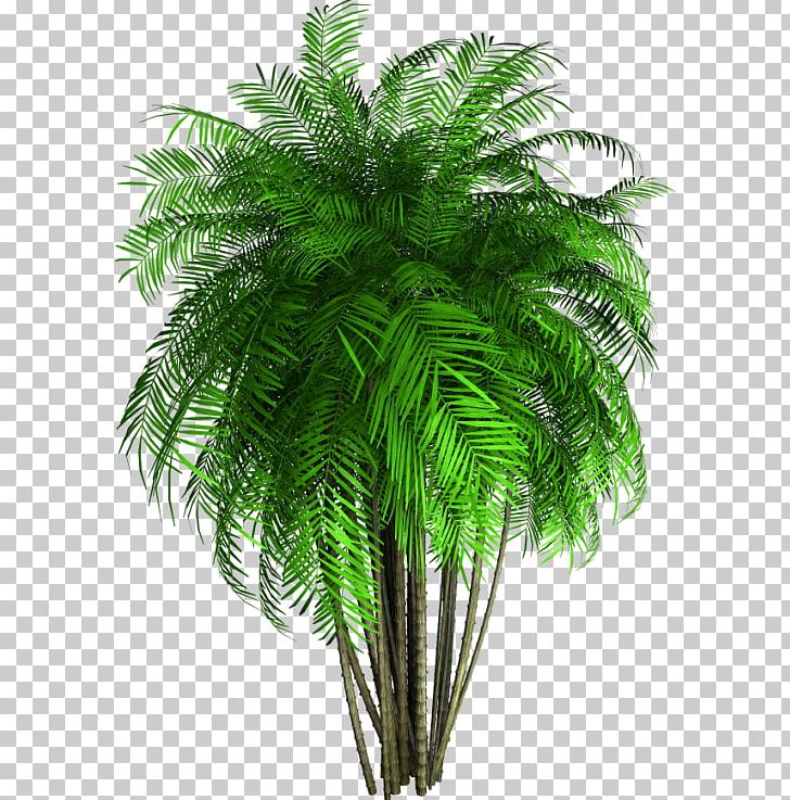 Tree Desktop PNG, Clipart, Animation, Arecales, Attalea Speciosa, Bamboo, Clip Art Free PNG Download