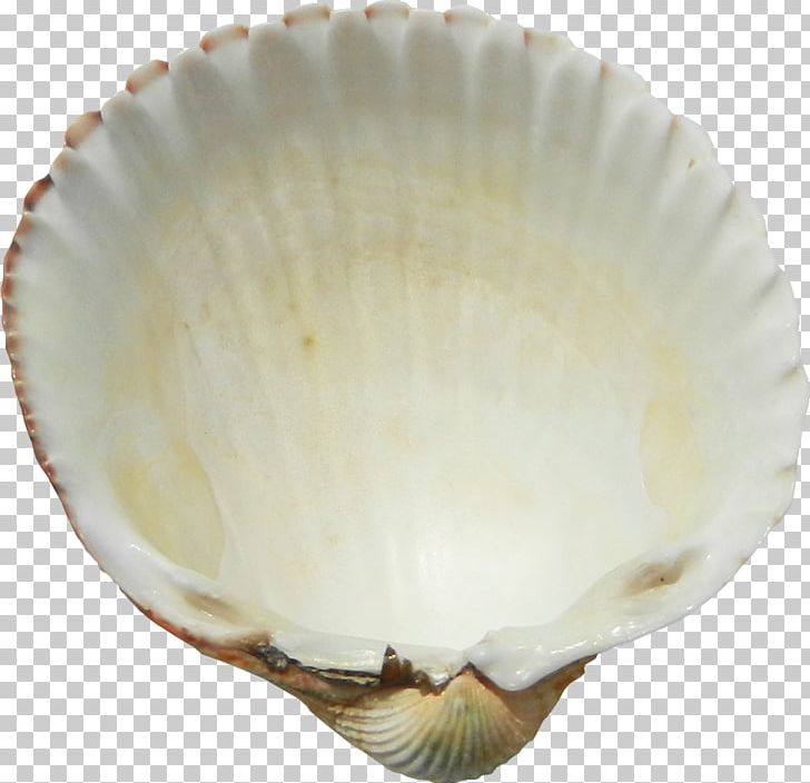 Cockle PNG, Clipart, Bowl, Chemical Element, Clam, Clams Oysters Mussels And Scallops, Conch Free PNG Download