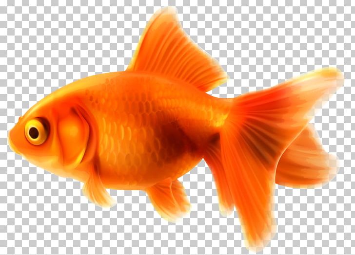 Fantail PNG, Clipart, Animal, Animals, Bony Fish, Carassius, Computer Icons Free PNG Download