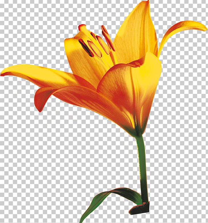 Lilium Bulbiferum Cut Flowers Plant Stem PNG, Clipart, Canna, Canna Family, Canna Lily, Cut Flowers, Daylily Free PNG Download