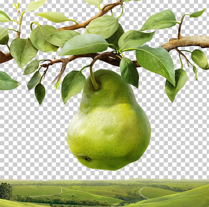Pear Tree PNG, Clipart, Apple, Autumn Tree, Blue, Christmas Tree, Citrus Free PNG Download
