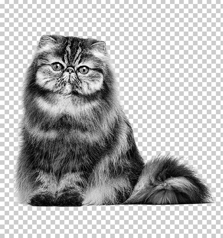 Persian Cat British Shorthair Maine Coon Siamese Cat American Shorthair PNG, Clipart,  Free PNG Download