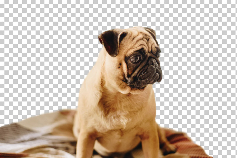 Pug Snout Puppy Companion Dog PNG, Clipart, Breed, Companion Dog, Dog, Fawn, Lion Free PNG Download