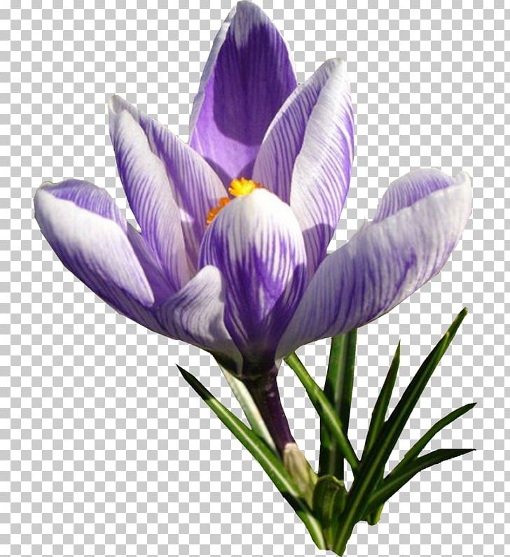 Autumn Crocus Saffron Flower PNG, Clipart, Crocus, Download, Flower Bouquet, Flowering Plant, Flower Pattern Free PNG Download