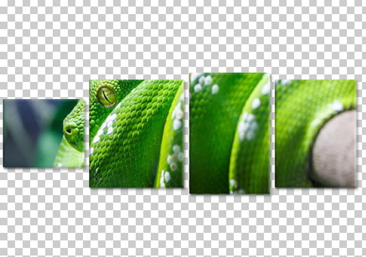Close-up PNG, Clipart, Art, Closeup, Grass, Green, Plant Free PNG Download