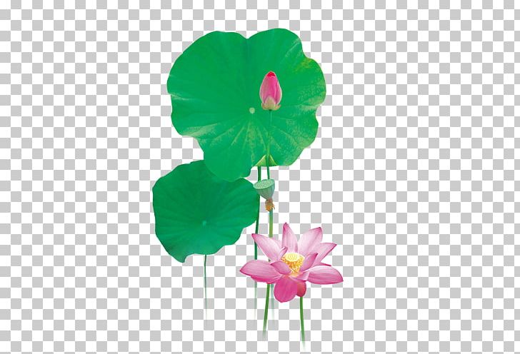Lilium Flower Fleur-de-lis PNG, Clipart, Annual Plant, Calla Lily, Fleurdelis, Flora, Flower Free PNG Download