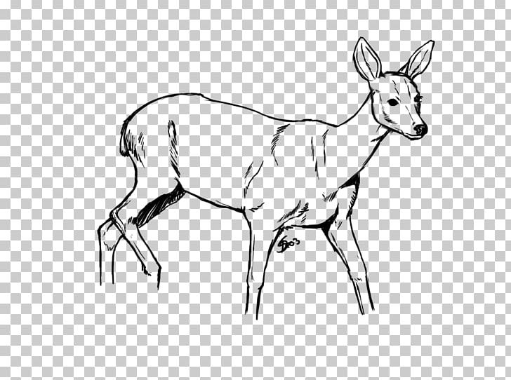Reindeer White-tailed Deer Drawing Elk PNG, Clipart, Antelope, Antler, Art, Artwork, Black And White Free PNG Download