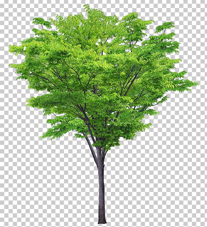 Tree Cercis Siliquastrum Rendering Architecture PNG, Clipart, 3d Computer Graphics, Architectural Rendering, Architecture, Branch, Cercis Siliquastrum Free PNG Download