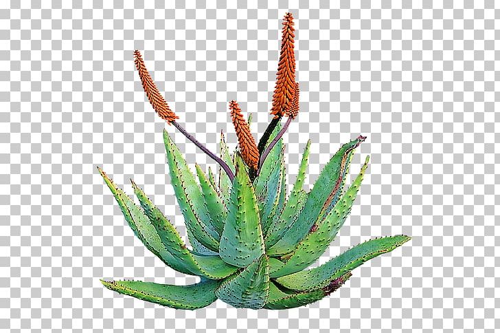 Aloe Vera Plant Skin Health Home Remedy PNG, Clipart, Agave, Agave Azul, Aloe, Aloe Vera, Alo Vera Free PNG Download