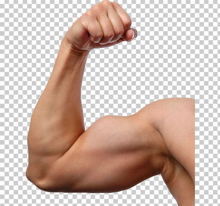 Biceps Muscle Arm Exercise PNG, Clipart, Abdomen, Arm, Barechestedness, Biceps, Bodybuilding Free PNG Download