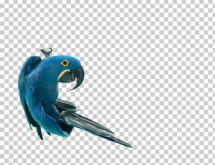 Bird Photographer Photography Portrait Animal PNG, Clipart, Aerial Photography, Animals, Art, Beak, Bird Free PNG Download