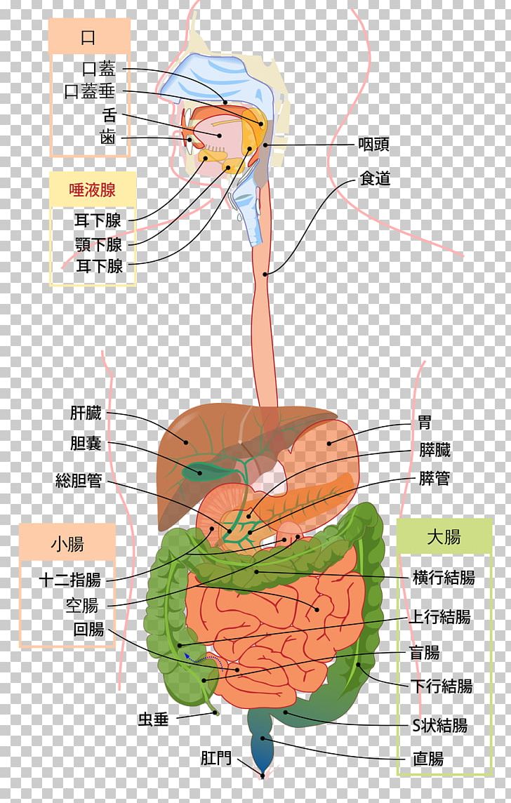 Gastrointestinal Tract Digestion Human Digestive System Anatomy Physiology PNG, Clipart, Anal Canal, Anatomy, Angle, Area, Descending Colon Free PNG Download