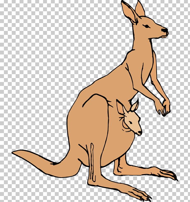 Kangaroo Free Content Pouch PNG, Clipart, Animals, Australia, Australia Kangaroo, Carnivoran, Cartoon Kangaroo Free PNG Download