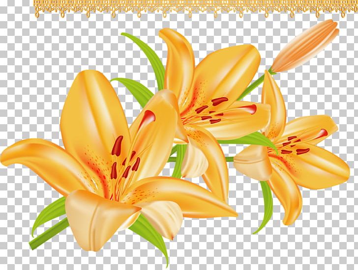 Lilium Bulbiferum Arranging Cut Flowers PNG, Clipart, Arranging, Arranging Cut Flowers, Cut Flowers, Daylily, Del Free PNG Download