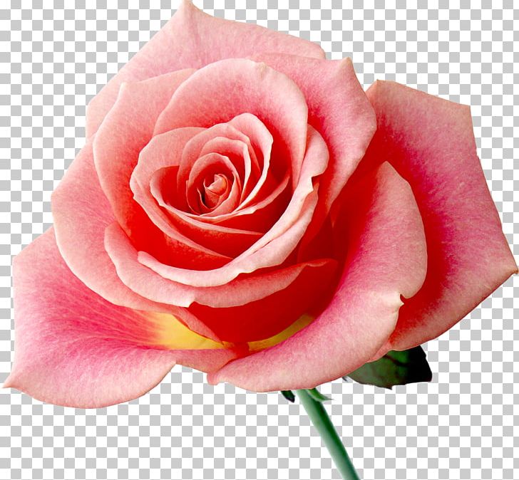 Rainbow Rose Flower Desktop PNG, Clipart, Artificial Flower, China Rose, Closeup, Cut Flowers, Desktop Wallpaper Free PNG Download