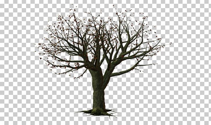 Tree Snag PNG, Clipart, Birthday, Black, Branch, Color, Forest Free PNG Download