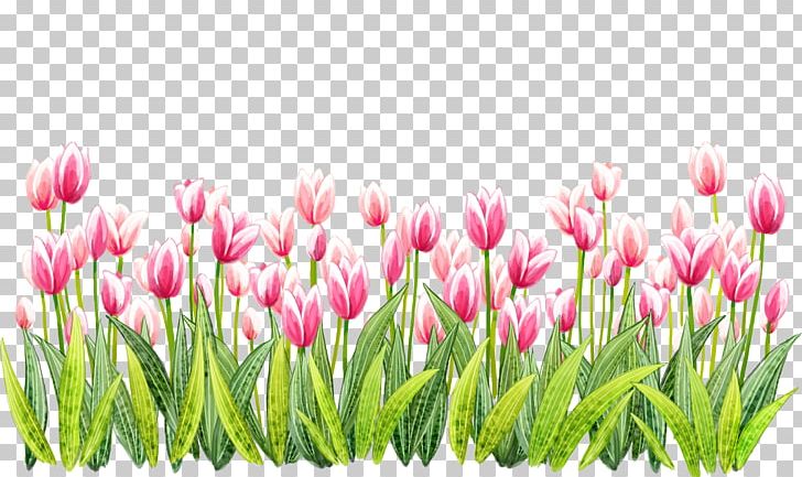 Tulip Flower PNG, Clipart, Archive, Bright, Cartoon, Color, Flower Free PNG Download