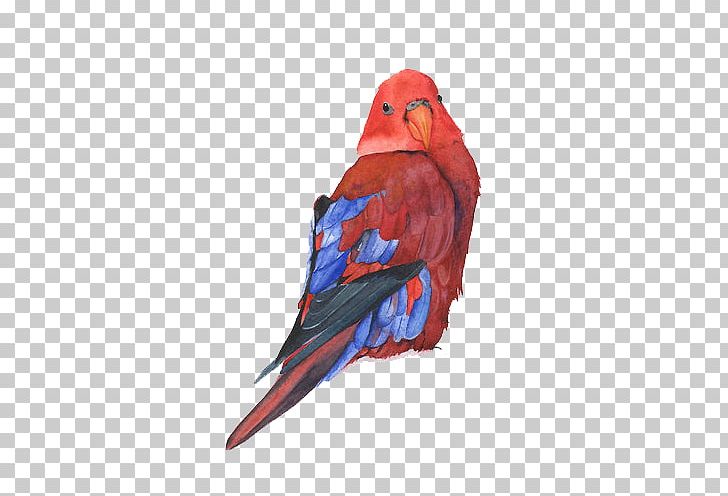Watercolor Painting Parrot Bird Drawing PNG, Clipart, Animals, Art, Beak, Bird, Bird Art Free PNG Download