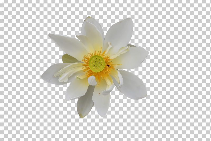 White Flower Royalty-free Color Yellow PNG, Clipart, Color, Flower, Orchids, Petal, Plants Free PNG Download