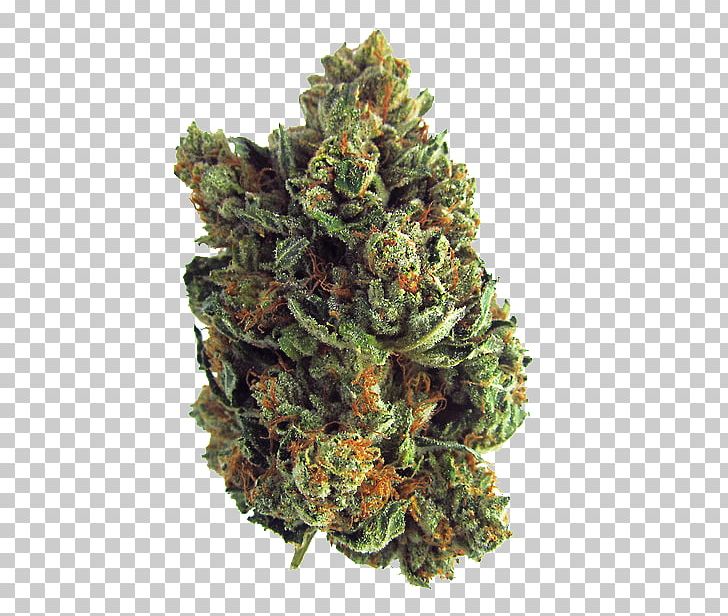 Cannabis Cup Kush Medical Cannabis Joint PNG, Clipart, 420 Day, Bong, Cannabidiol, Cannabis, Cannabis Cup Free PNG Download