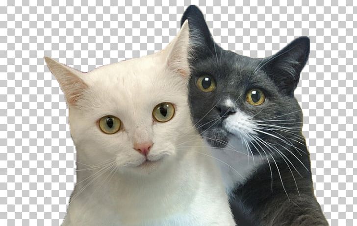 Cat Selfies Desktop Felidae PNG, Clipart, Aegean Cat, American Wirehair, Animals, Calendar, Cat Free PNG Download