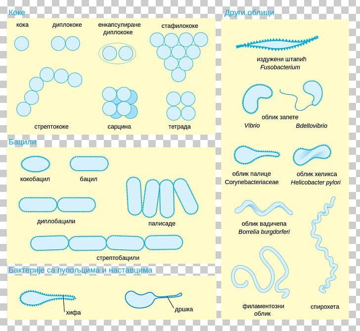 Bacterial Cellular Morphologies Morphology Bacterial Cell Structure Microorganism PNG, Clipart, Area, Bacteria, Bacterial Cell Structure, Bacterial Cellular Morphologies, Biology Free PNG Download