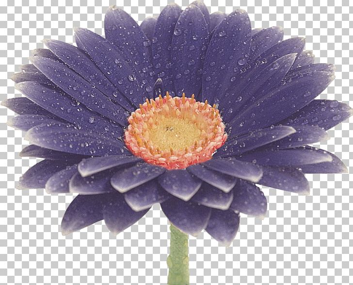Flower Transvaal Daisy Blue PNG, Clipart, Aster, Blue, Chrysanthemum, Chrysanths, Color Free PNG Download