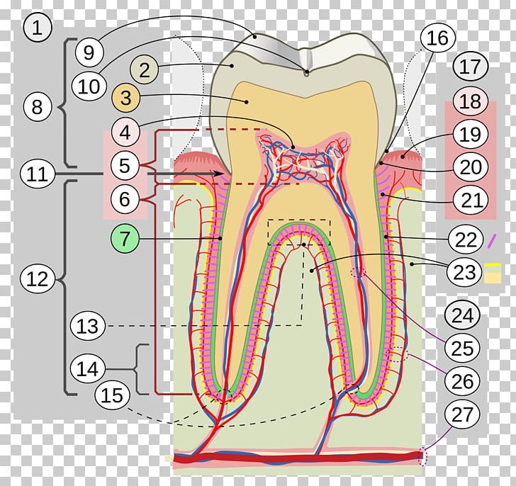 Human Tooth Tooth Enamel Dentistry Gums PNG, Clipart, Angle, Apical Foramen, Area, Cementum, Crown Free PNG Download
