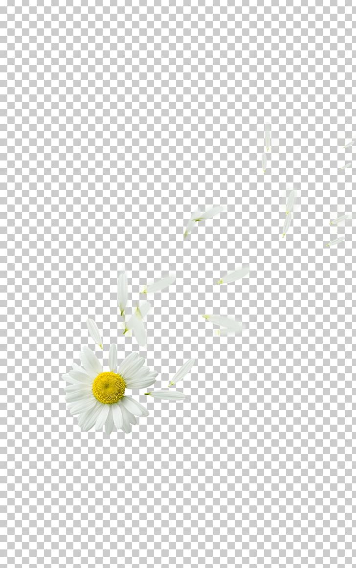 Oxeye Daisy Daisy Family Petal Flower Plant PNG, Clipart, Atom, Computer, Computer Wallpaper, Daisy, Daisy Daisy Free PNG Download