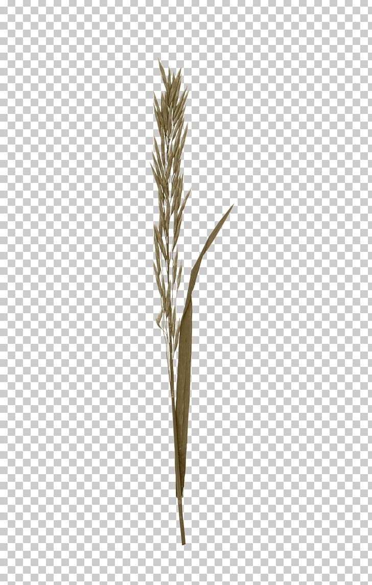 Twig PNG, Clipart, Artificial Grass, Branch, Brown, Brown Background, Brown Rice Free PNG Download