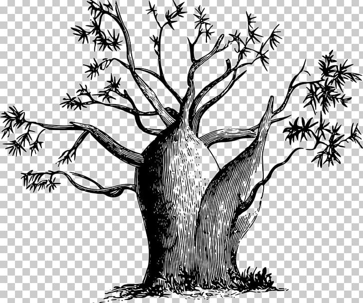 Adansonia Gregorii PNG, Clipart, Adansonia Gregorii, Art, Baobab, Black And White, Branch Free PNG Download