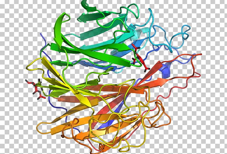 Beta-glucosidase Glucosidases Glycoside Hydrolase Enzyme Substrate PNG, Clipart, Analysis, Artwork, Betaglucosidase, Branch, Characterization Free PNG Download