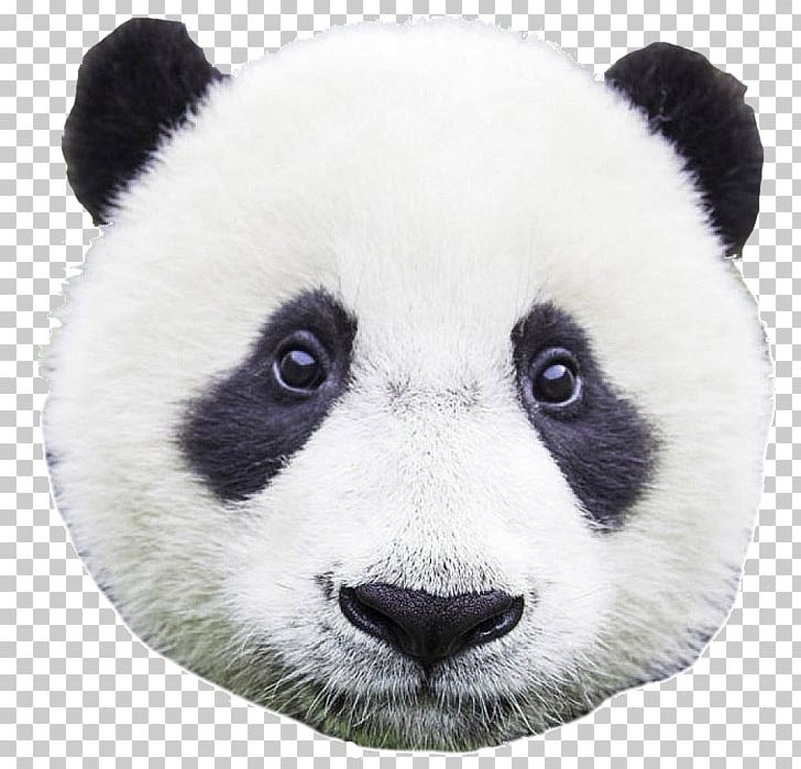 Chengdu Research Base Of Giant Panda Breeding Bear Baby Pandas Pretty Panda Newborn Baby PNG, Clipart, 4k Resolution, Animals, Carnivoran, Cuteness, Desktop Wallpaper Free PNG Download