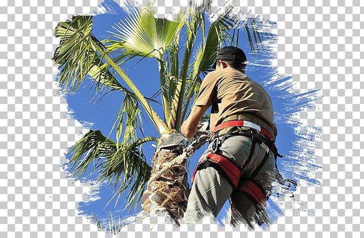 Pruning Arecaceae Las Vegas Tree Removal Pros Tree Care PNG, Clipart, Arborist, Arecaceae, Arecales, Areca Palm, Certified Arborist Free PNG Download